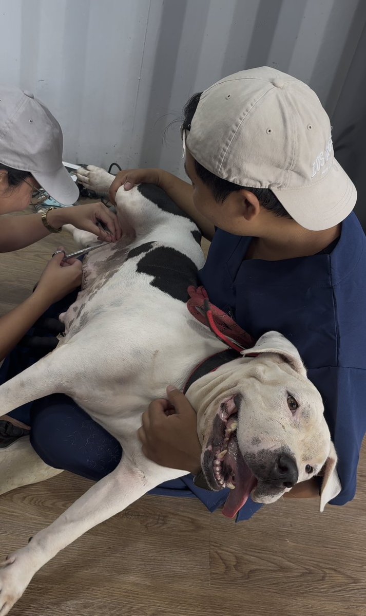 wearehappydoggo's tweet photo. Nina is proof of how much healing can change a dog's spirit. 🤍 
After being used for breeding, she developed a painful, rotting 0.7kg tumour that left her hurting and angry at the world. Today, the mass is gone, and she is a totally different dog, pain-free, loving everyone she meets, and always smiling!