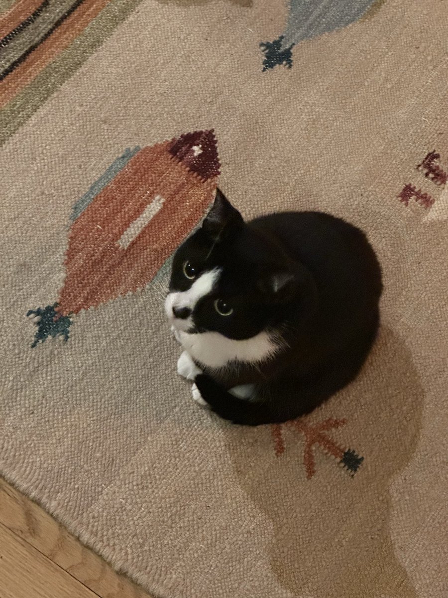 cnkerr's tweet photo. Got an espresso machine and my cat has been staring in fearful awe at it for 24 hours now. https://t.co/45AXlB9nG5