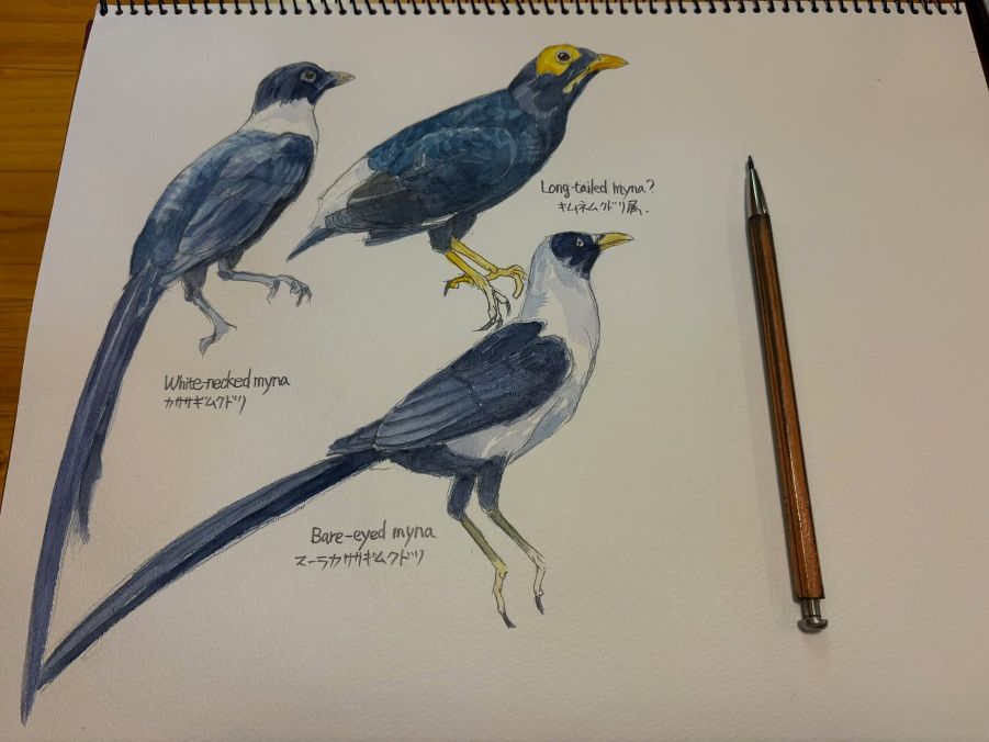 haiiromizunagi's tweet photo. いつもの所ⅠとⅡで #キムネムクドリ 和名無し？ #LongTailedMyna #Myna #Mino #Sturnidae #Passeriformes を #大人の鉛筆 で #スケッチ #ドローイング #水彩 着色 #ムクドリ 科の変わり種？というか、英名にLong-tailedとあるのに、ちっとも尾が長くないのは変でないか？と、思ったので選んだのだが‥ https://t.co/miaK1ccehl