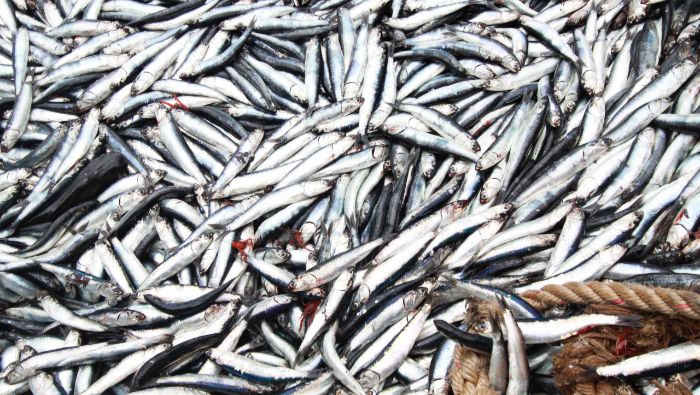 IPesqueras's tweet photo. #Anchoveta | #Perú 🇵🇪 no autorizará la segunda campaña de pesca de anchoveta en la zona norte-centro del litoral

https://t.co/rcRHbpEz05 https://t.co/5JPk5W1n9O