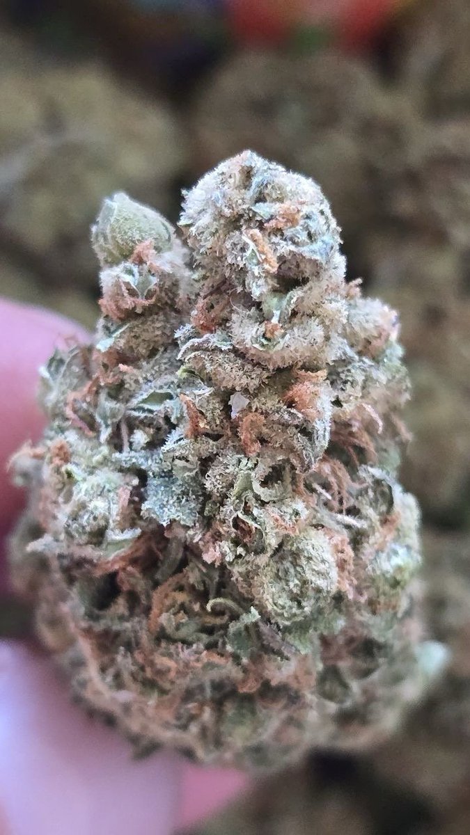 budpuffbox11021's tweet photo. 🍋WEED LEMON🍋

LOWEST PRICE 🚀 https://t.co/5ICjVHH2g4