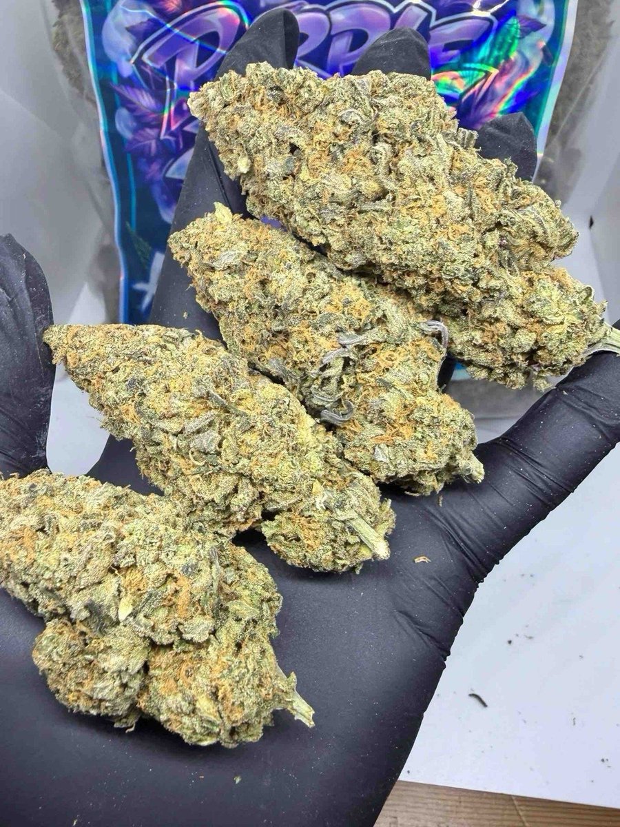 budpuffbox11021's tweet photo. • DUTCH A+++ GREENTHUMB 🇳🇱
VARIETY 〽️
PURPLE HAZE 🪻🍇 https://t.co/gFXzcHcTcw