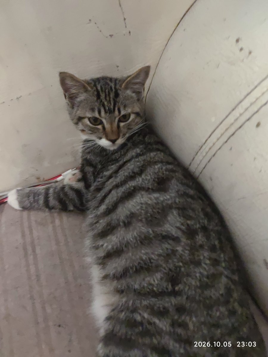 520zzk2's tweet photo. 这是我家的两只小猫呀 一只叫招财 一只叫小黑
#猫 https://t.co/d59cTizWIy