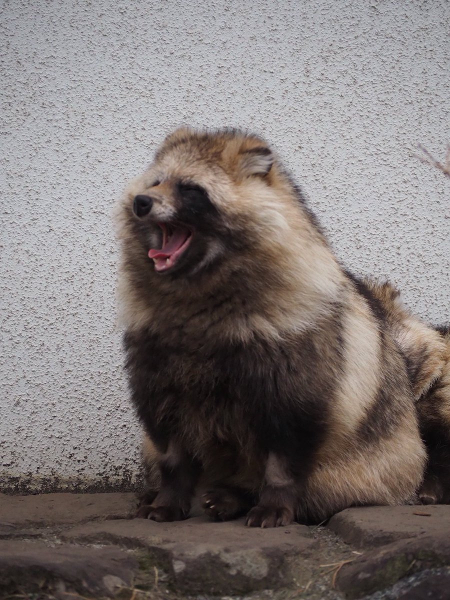 A51132A's tweet photo. タヌキの叫び

2026年4月撮影

＃円山動物園
#エゾタヌキ https://t.co/VbZPGALaeS