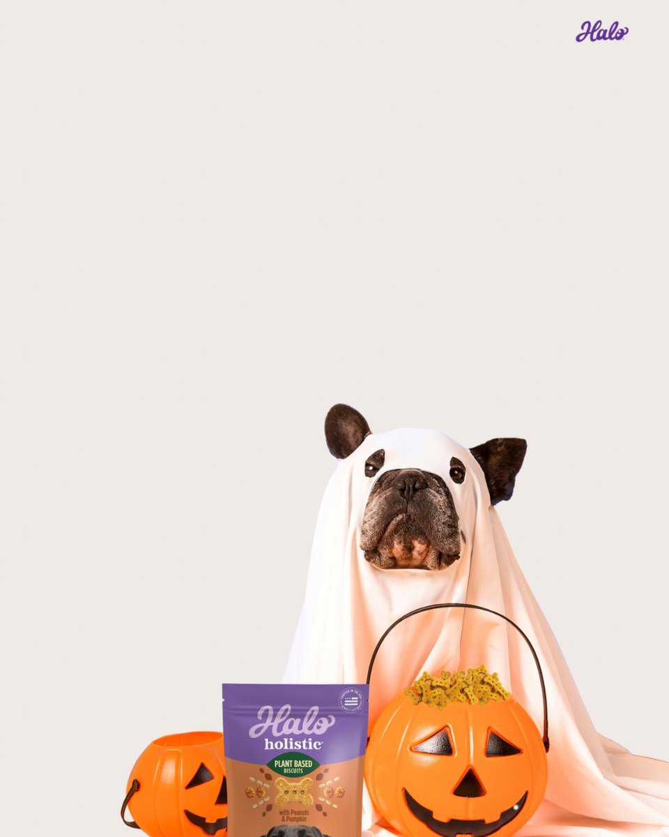 halopets's tweet photo. trick-or-treat, but make it meat-free. 🎃

for pups sensitive to certain animal proteins, our peanut butter &amp; pumpkin plant-based biscuits keep them in on the treats. eight real, non-GMO ingredients. no meat or dairy. plenty of crunch. 👻 https://t.co/j7mw8T7MW8