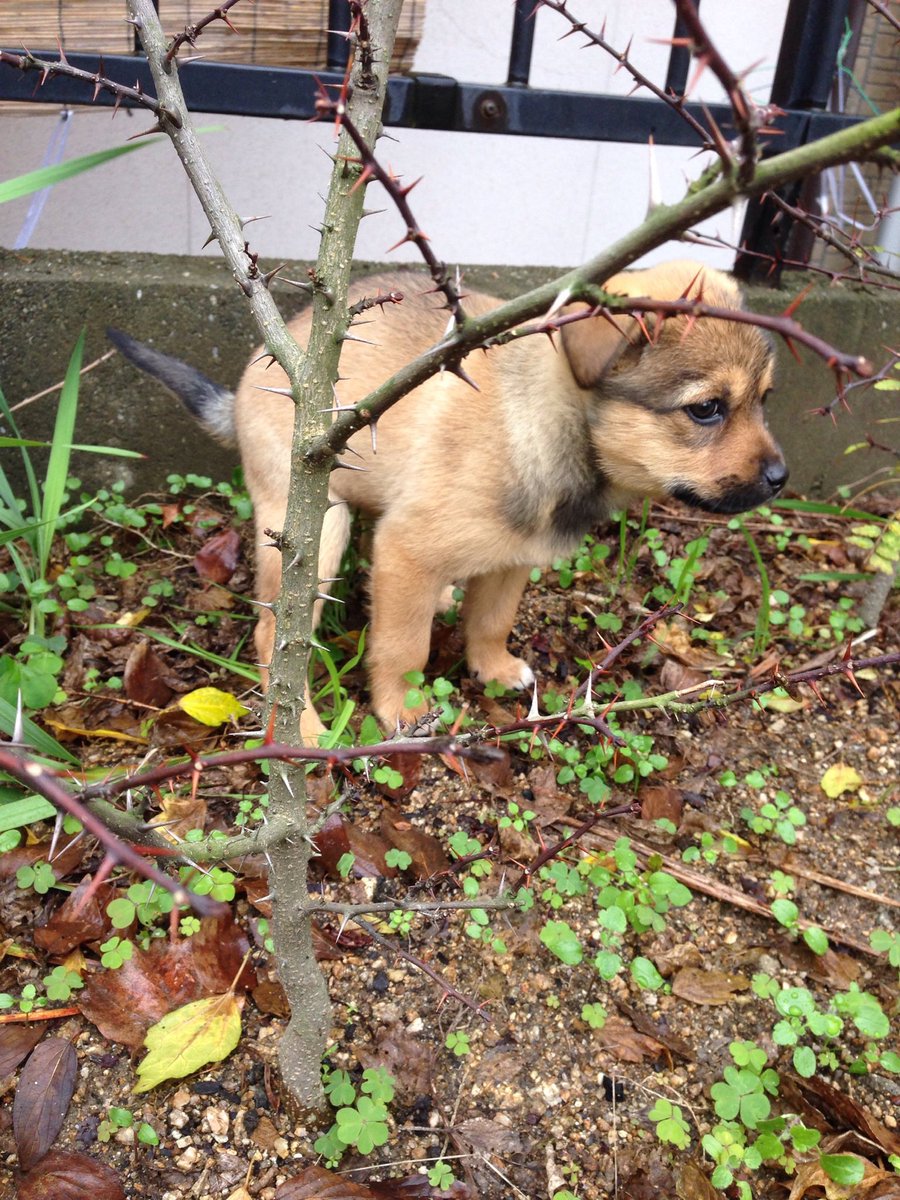 rascal_ni tweet picture