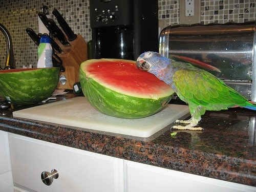 tired_ibis's tweet photo. watermelomp..... my beloved ........ 🍉🍉🍉🍉🍉🍉🍉🍉yes yes watermelonp....... https://t.co/ppLi1cz6Qp
