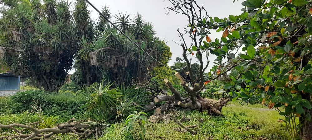 EtecsaCfgos's tweet photo. El Centro de Telecomunicaciones Principal Aguada de Pasajeros este mes de octubre acometió tareas de poda de árboles grandes en 14 de Julio y Cartagena. https://t.co/hfklBCdJRR