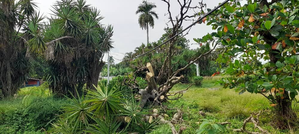 EtecsaCfgos's tweet photo. El Centro de Telecomunicaciones Principal Aguada de Pasajeros este mes de octubre acometió tareas de poda de árboles grandes en 14 de Julio y Cartagena. https://t.co/hfklBCdJRR