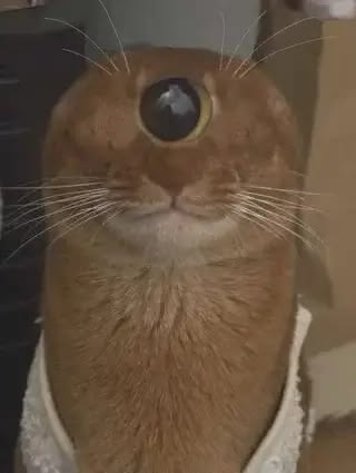 CoolestSkitto's tweet photo. omg just realized i forgot the other set of ears https://t.co/Ygts2PIXdJ