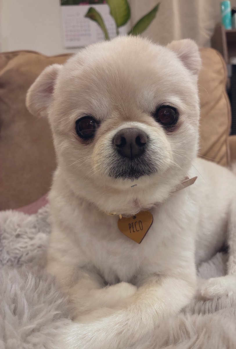 sekikekeke's tweet photo. 冬前のトリミング✂️🐶 https://t.co/20wIQe9HE4