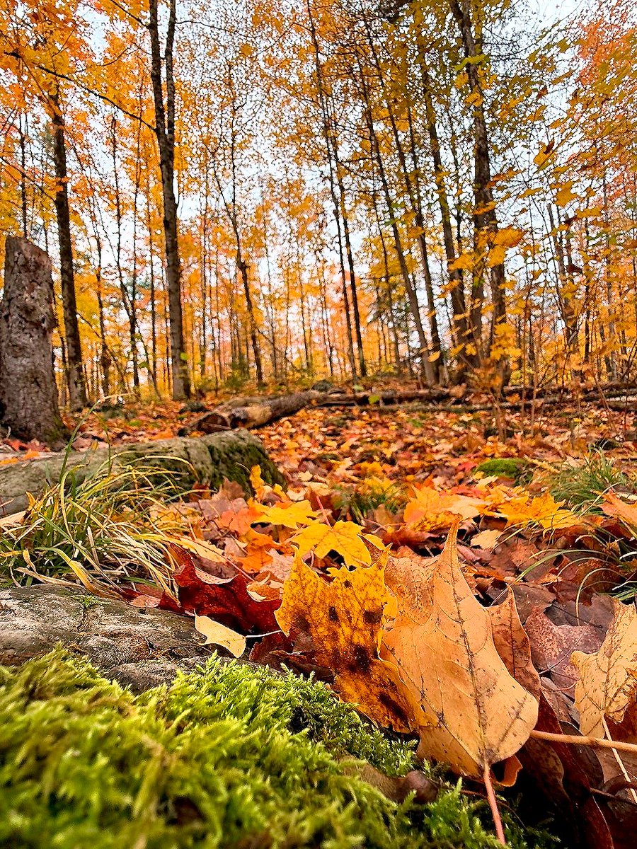 OtonabeeC's tweet photo. The summer may be over, but #WarsawCaves Conservation Area is still a place to visit in the fall months. A perfect place for hiking with these beautiful autumn colours.  #NatureWalk #FallHiking #AutumnColors https://t.co/WwHqP7xdOc