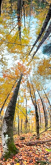 OtonabeeC's tweet photo. The summer may be over, but #WarsawCaves Conservation Area is still a place to visit in the fall months. A perfect place for hiking with these beautiful autumn colours.  #NatureWalk #FallHiking #AutumnColors https://t.co/WwHqP7xdOc