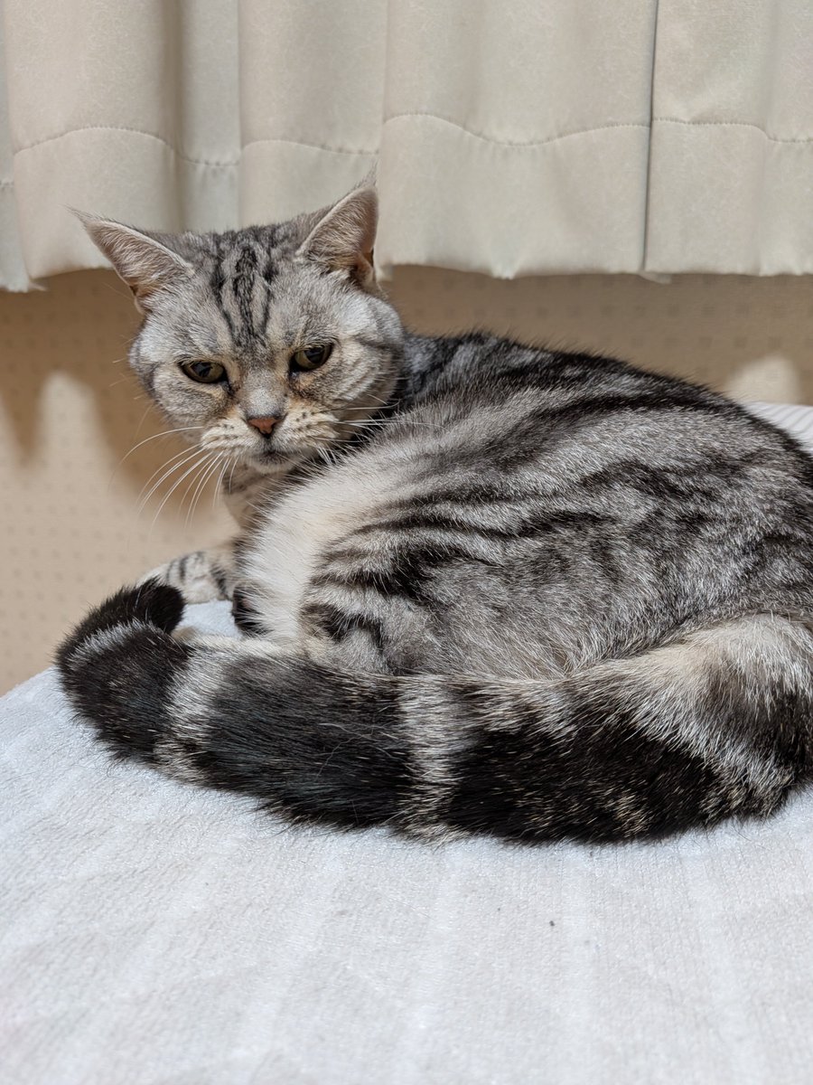 kururi_ameri's tweet photo. ほんじつのねこ https://t.co/YHStFStbK8