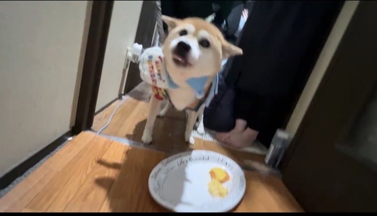 solic3636's tweet photo. 10/15は実家犬 和歌の誕生日！！
13ちゃいになりました。

ちょっと耳も遠くなってきたし、歩くのもとぼとぼだし、この前ははじめてボスを(飼い主:姉)を噛んでしまったり…
おばあちゃんらしくなってきました。
やっぱり柴犬最高。赤柴最高！

長生きしてね〜〜🫶🏻🤍  ̖́-

 #柴犬好き  #犬がいる幸せ https://t.co/CHWK9S66Hu