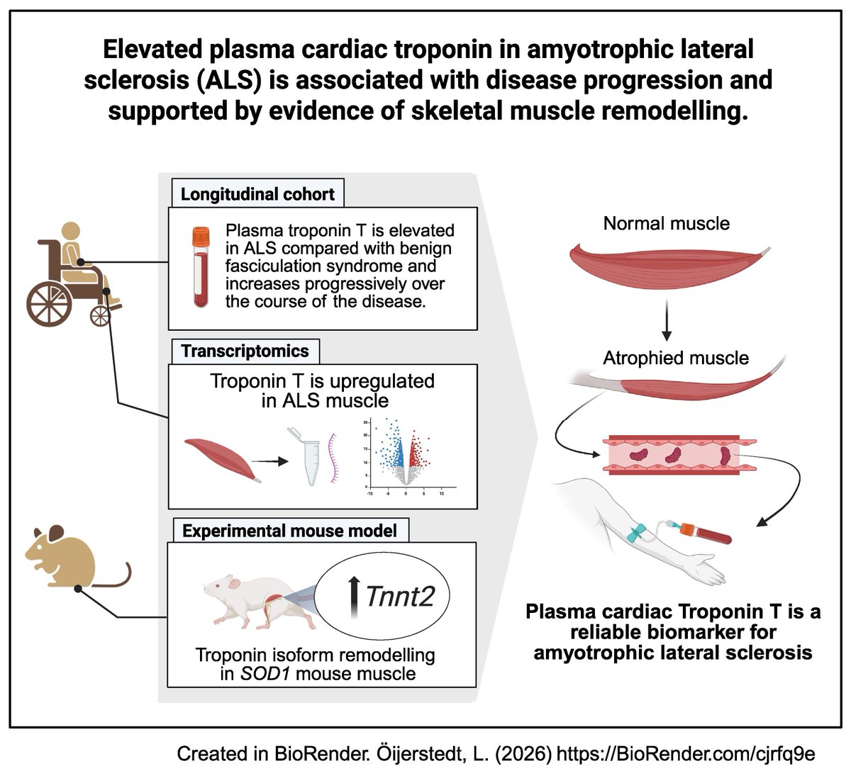 braincomms's tweet photo. Öijerstedt et al. found elevated, progressively increasing plasma cardiac troponin T in amyotrophic lateral sclerosis compared with benign fasciculation syndrome, with multimodal evidence indicating a skeletal muscle origin.

Read it at 👉https://t.co/dxeiZH7VPy

#neuroscience https://t.co/P5zctpbv22