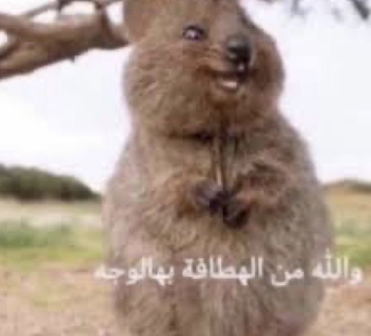 n5jm9's tweet photo. شفت الشنط عبالي سحبوا على جدول عبداللطيف بعد استوعبت انهم ما أخذوا شنط اصلا 
#دحام_الضحيك https://t.co/Tz8cJvIHxK