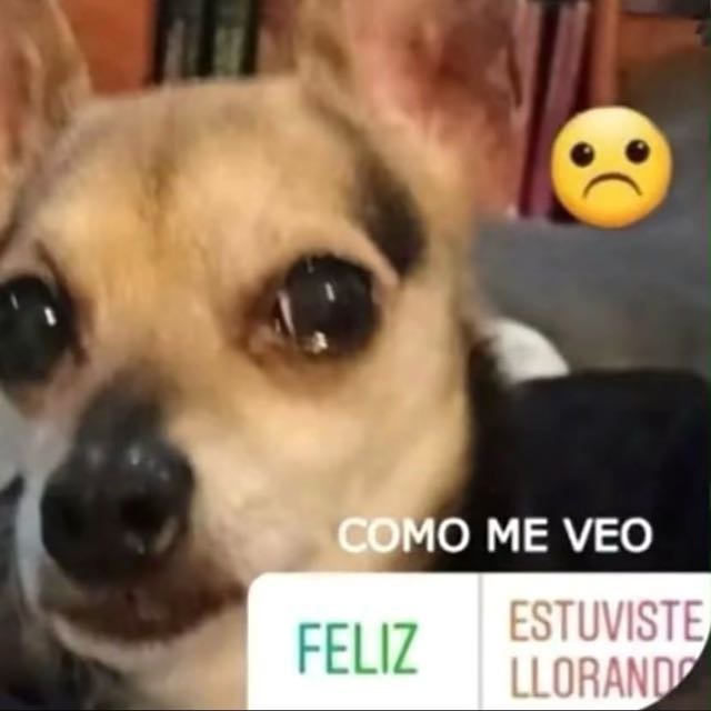 juunapple's tweet photo. yo después de ver el vlog de danielle https://t.co/k6M2QM1kmn