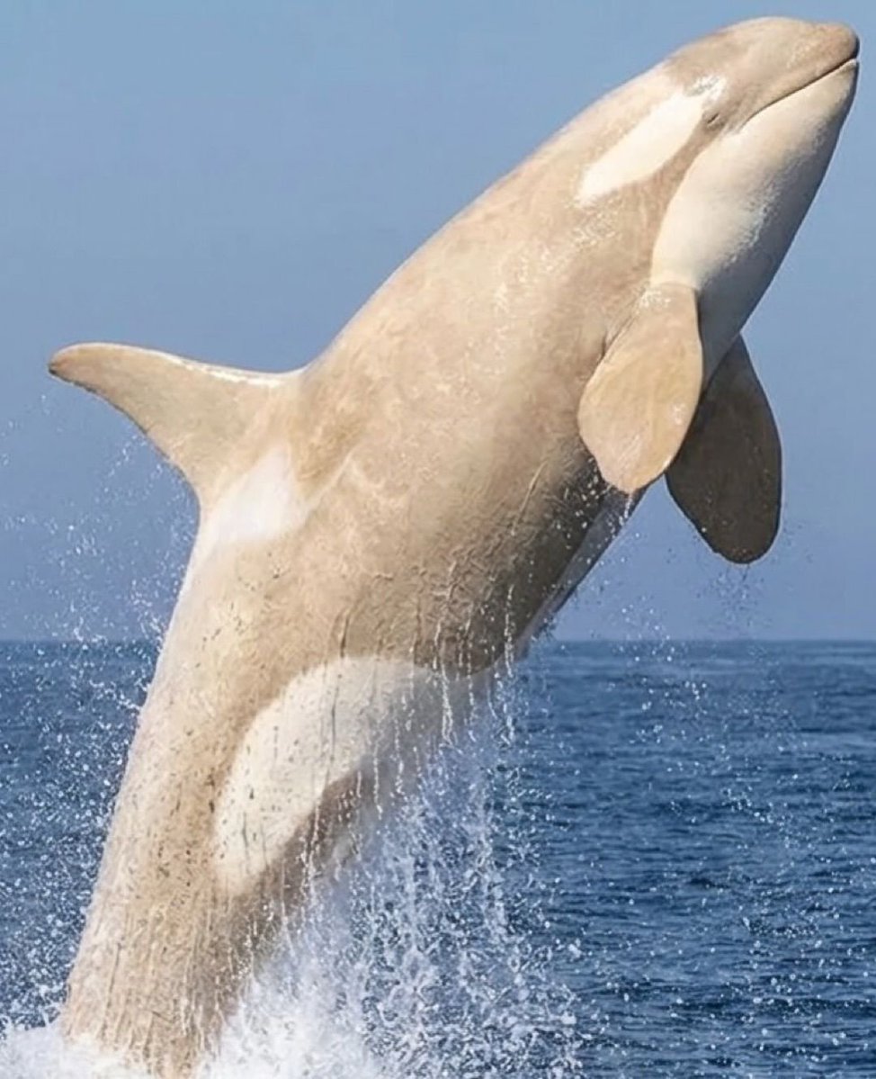 EnsedeCiencia's tweet photo. Captan a una espectacular orca blanca en aguas de Japón. 

Su extraordinaria apariencia, posiblemente causada por leucismo, la convierte en uno de los ejemplares más sorprendentes y raros del océano, hasta la fecha. https://t.co/FQve7aGGiF