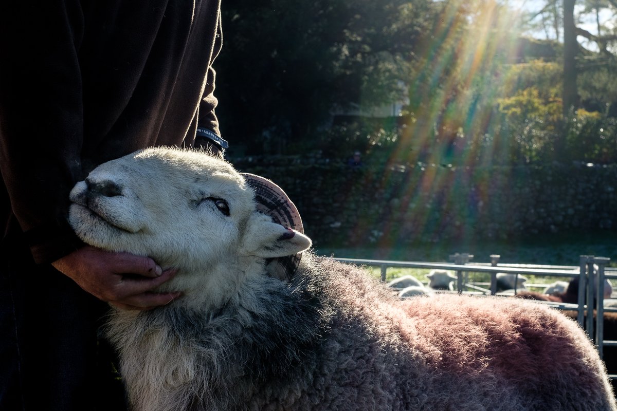 billplumtree's tweet photo. Owd tup, Borrowdale Shepherds Meet   #SheepOfTheDay https://t.co/7Qgmn36PDJ