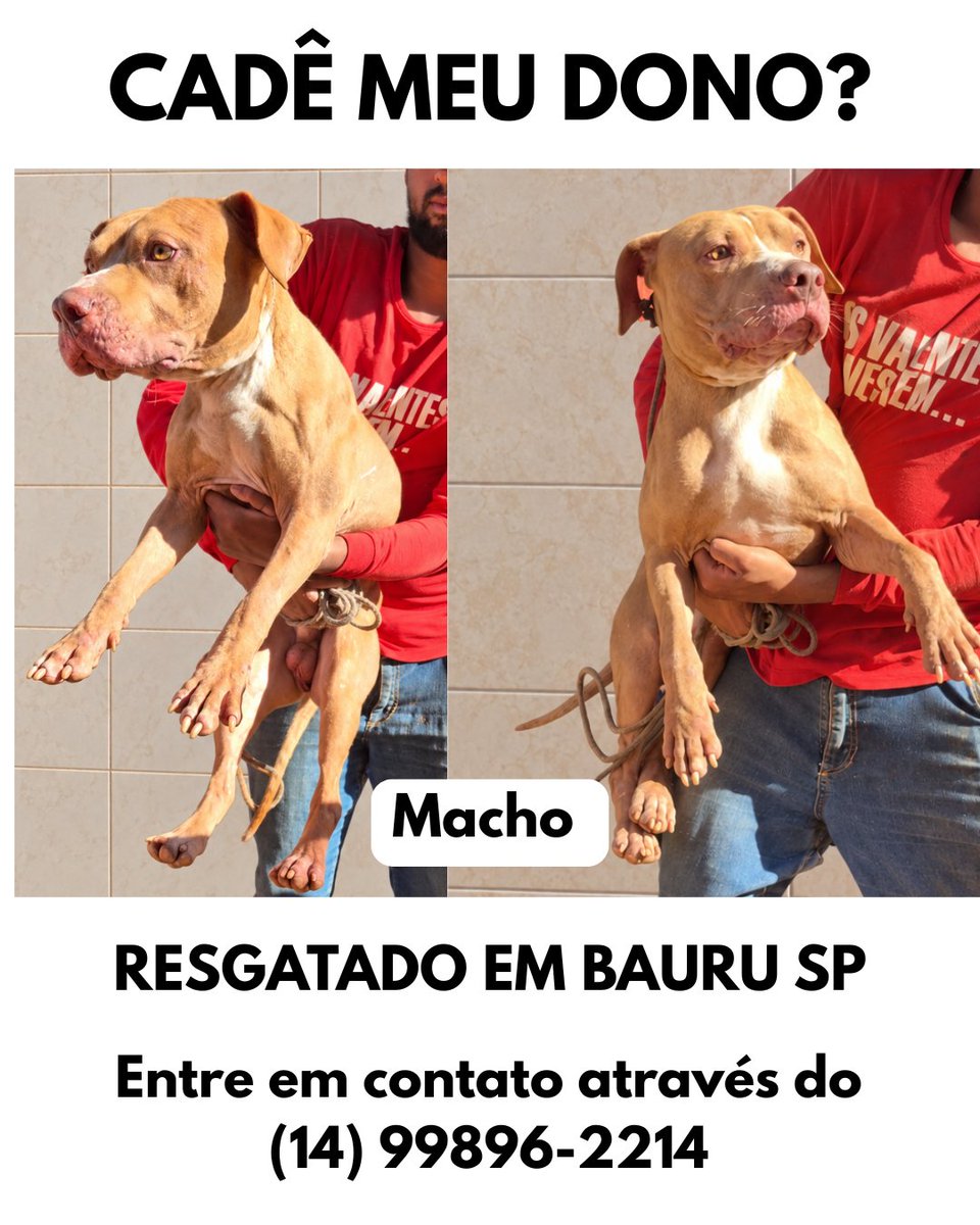 biacaroline_ong's tweet photo. Cadê meu dono?? 
Compartilhem muito para encontrarmos a família desse cachorrinho que foi encontrado perdido em Bauru-SP

Para mais informações: entre em contato através do (14) 99896-2214 

Where is my owner?? Please share widely so we can find the family of this little dog that we found lost in downtown Bauru-SP. For more information: contact us at (14) 99896-2214

#procurase #caoperdido #cachorroperdido