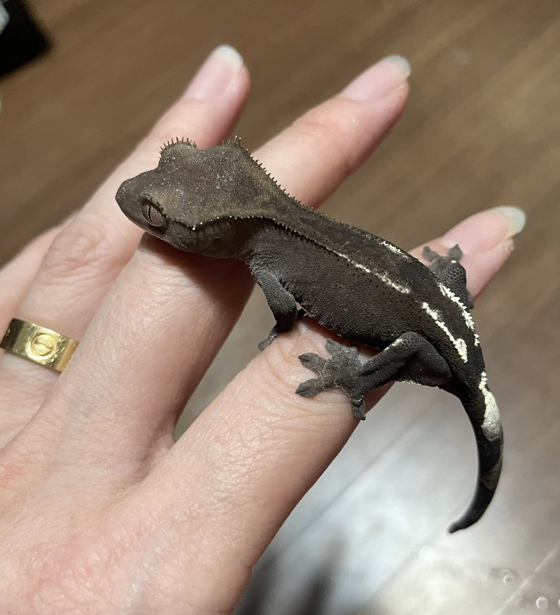 NoahLa429's tweet photo. 2026 NoahLa cbのアザンちびたん達🖤

1枚目の上の子は成長過程でも色落ちせずに育ってくれそう🥰

 #クレス  #クレステッドゲッコー
 #アザン https://t.co/jRFO3TuhPM