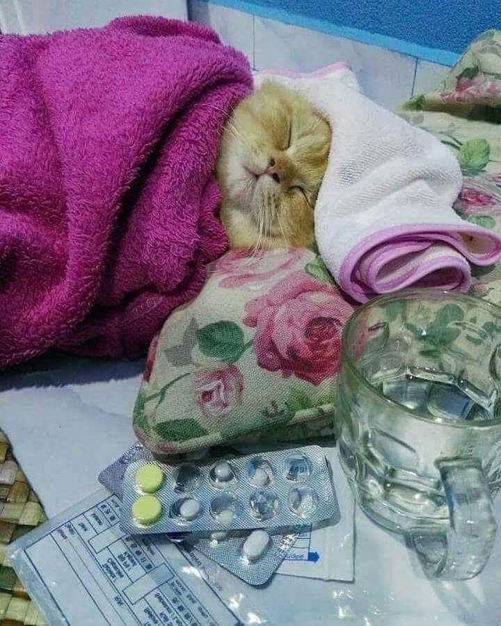 catsforlesbians's tweet photo. lesbians that feel like they are always getting sick https://t.co/iDMQjxWAGl