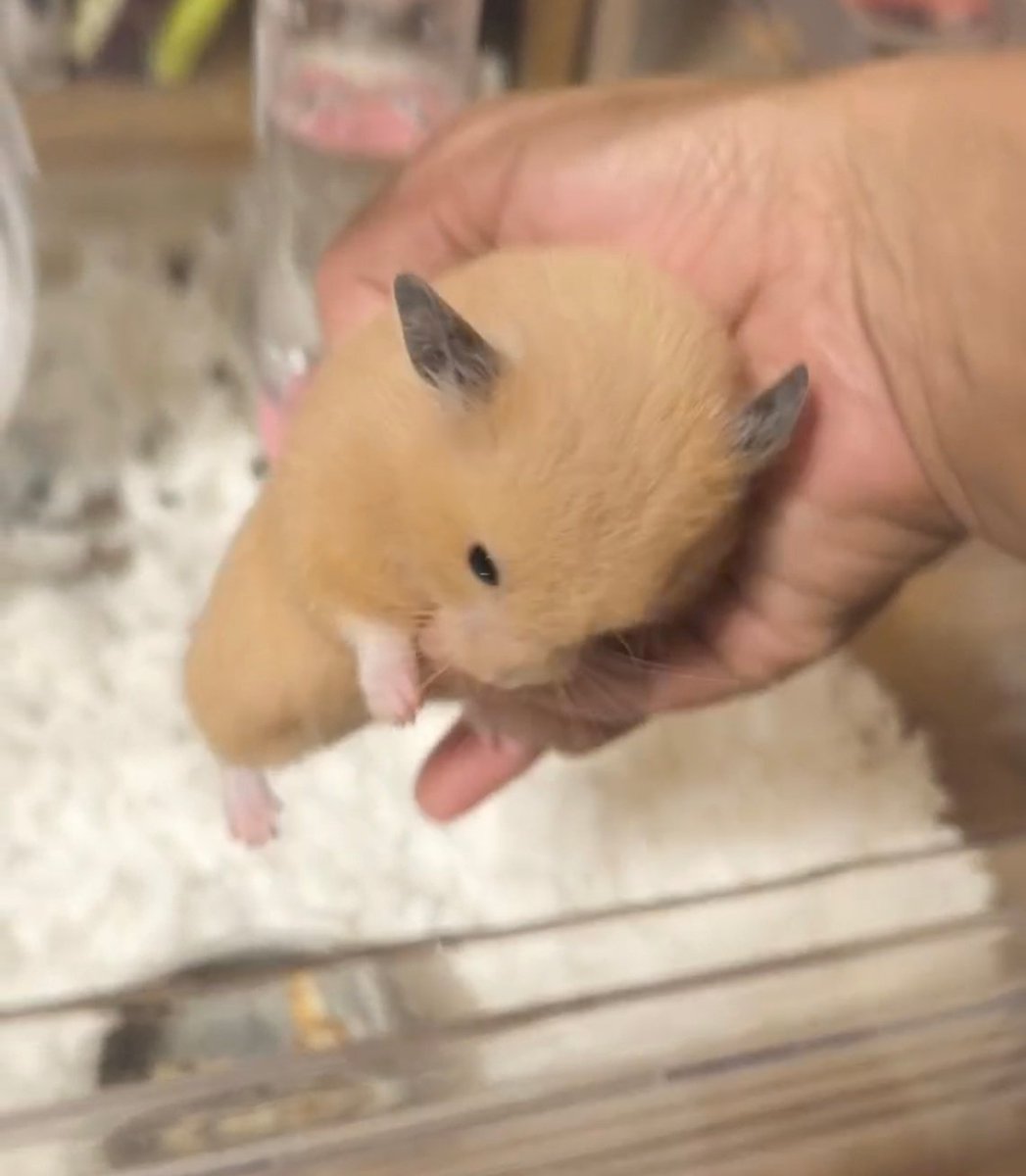 Puipui_tv's tweet photo. だしてください                  びょーん https://t.co/R1L9iWm8oY