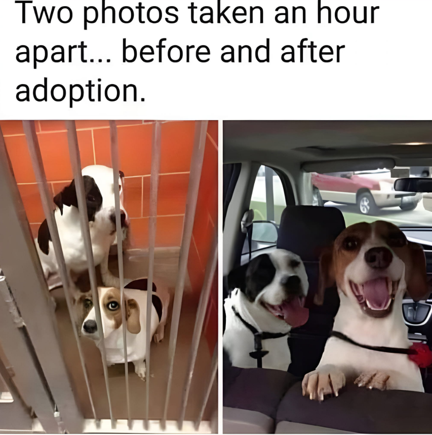 TweeetsOfDogs tweet picture