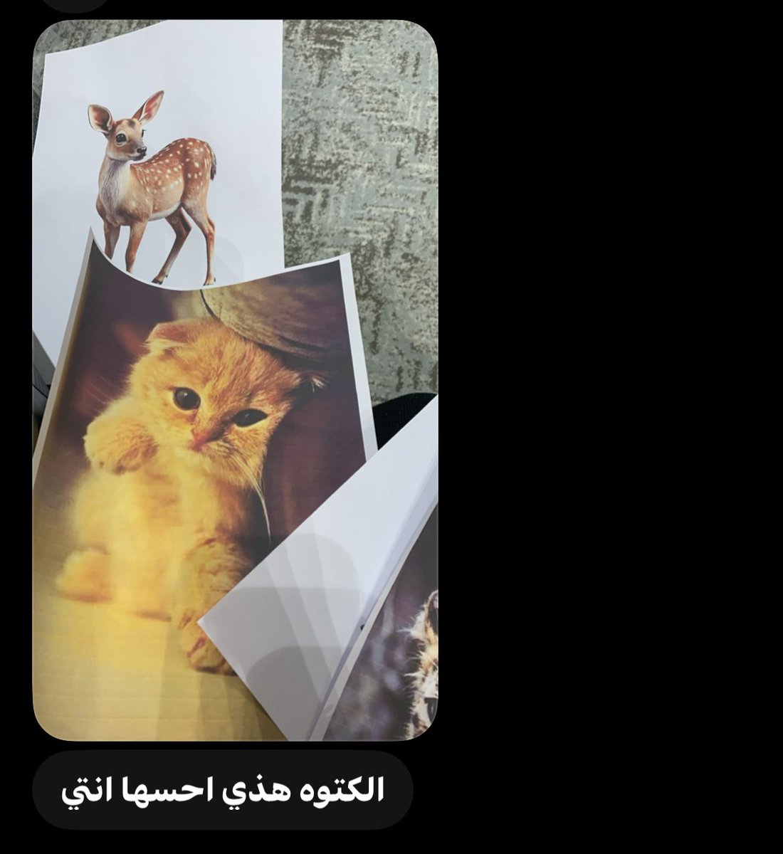 q__x67's tweet photo. والله العظيم انقالت لي انا والله 
مياو 
مياو
مياو https://t.co/D0qVAxTAoZ