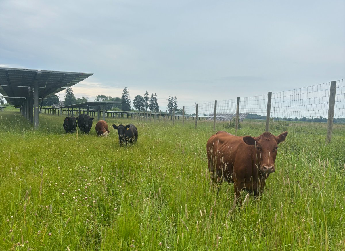 RPierceWriter's tweet photo. Everyone complains that young people don’t get into farming anymore.

“Nobody wants to farm!” “They don’t want to work!”

Have we considered the possibility that there’s a will, but not necessarily a way?

Have we considered the possibility that nobody can afford to farm?

Average pasture rent in the Northeast is $43 per acre. For the 200 acres we graze, that would be $8,600 a year just to rent the ground, to say nothing of the fencing, fertilizer, seed, and other expenses to maintain that ground (or of our other operating expenses, which exist both in the presence and absence of solar panels).

Something that rankles me is when somebody from outside New York State presumes to know the exact economics of my business based on business models elsewhere.

In the West, for instance, ranchers who are grazing federal public lands pay a government-established fee of $1.69 per animal unit per month, which, if we were to extrapolate the math out for our particular operation, would work out to $338 per year.

Now, I understand Western rangeland and Northeast pastures aren’t remotely equivalent. I understand there’s a difference in forage productivity, acreage, infrastructure, and growing seasons. These aren’t apples-to-apples comparisons.

But they’re useful context. Western ranchers can access publicly owned forage through a federal grazing program. Farmers here in New York generally have to negotiate private leases at market rates.

We don’t have a federal grazing allotment waiting for us. We also don’t have the luxury of an affordable real estate market. The national average cost of farmland has risen 123% just in the last 20 years, to say nothing of all the other expenses involved with managing a farm.

Forgive me if I get a little spicy when I’m told, “You’re lazy, you don’t want to work, solar grazing is the easy way out.”

We don’t have the opportunity to graze public lands. We don’t have affordable farmland waiting for us to scoop it up. We have the opportunity to graze privately owned land beneath solar panels and to get paid for managing the vegetation.

Yeah. We’re going to take advantage of that.

Unfortunately, it’s the tale as old as time: everyone wants to save the family farm…until the family farm figures out how to pay the bills.

Full Substack Post: https://t.co/jwRCUnV8Gv