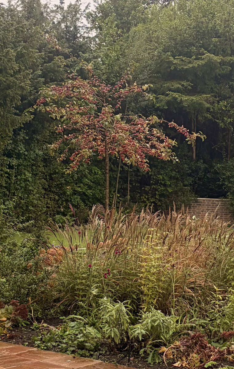 JaneFallon's tweet photo. Two green parrots* sitting in my tree
K.i.s.s.i.n.g

*Strictly speaking parakeets 🦜 https://t.co/C8Ef6TdbbQ