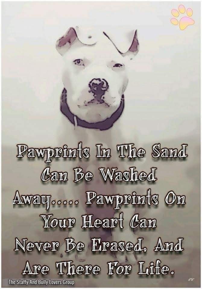 SaveProf's tweet photo. @TankOakley I'm sorry very sorry for your loss 🐾🌈💔🙏🏾🐾 https://t.co/1B2h17XD3a