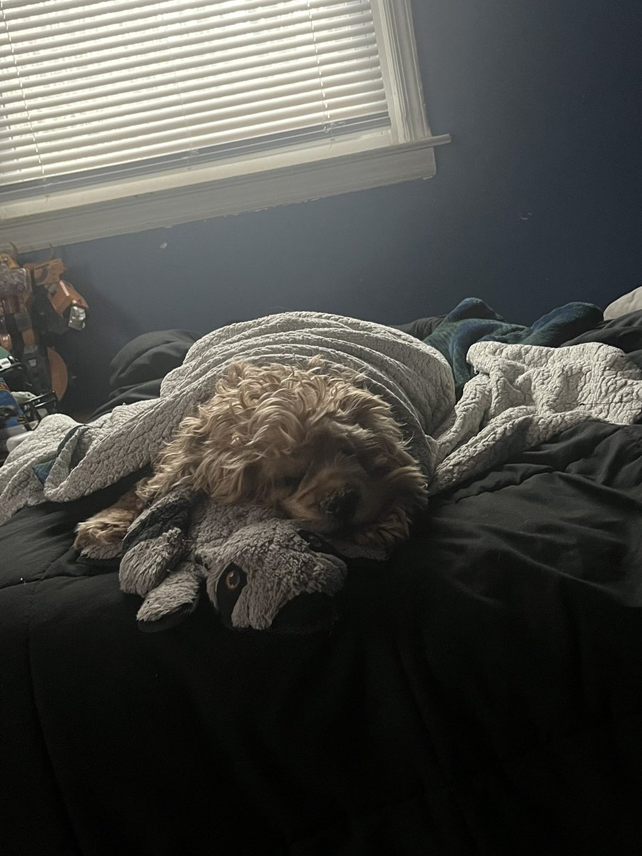 JrPerricelli's tweet photo. Not sure who will even see this but my dog Bucky, passed away unexpectedly today. I’m not looking for anything out of this post except just sharing a couple of photos of Bucky. 

He was the most chill dog ever. Love you Buck 💚 https://t.co/e8TMQSsmg5