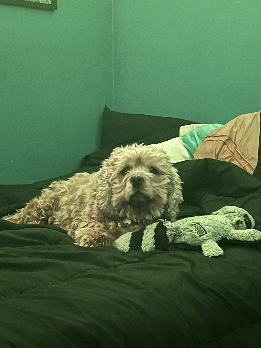 JrPerricelli's tweet photo. Not sure who will even see this but my dog Bucky, passed away unexpectedly today. I’m not looking for anything out of this post except just sharing a couple of photos of Bucky. 

He was the most chill dog ever. Love you Buck 💚 https://t.co/e8TMQSsmg5