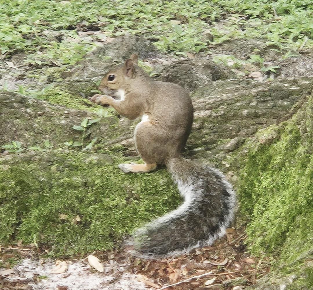 kaegyj's tweet photo. @MarilynHateioh squirrel likes what he see. https://t.co/BsGrF0Wvpd