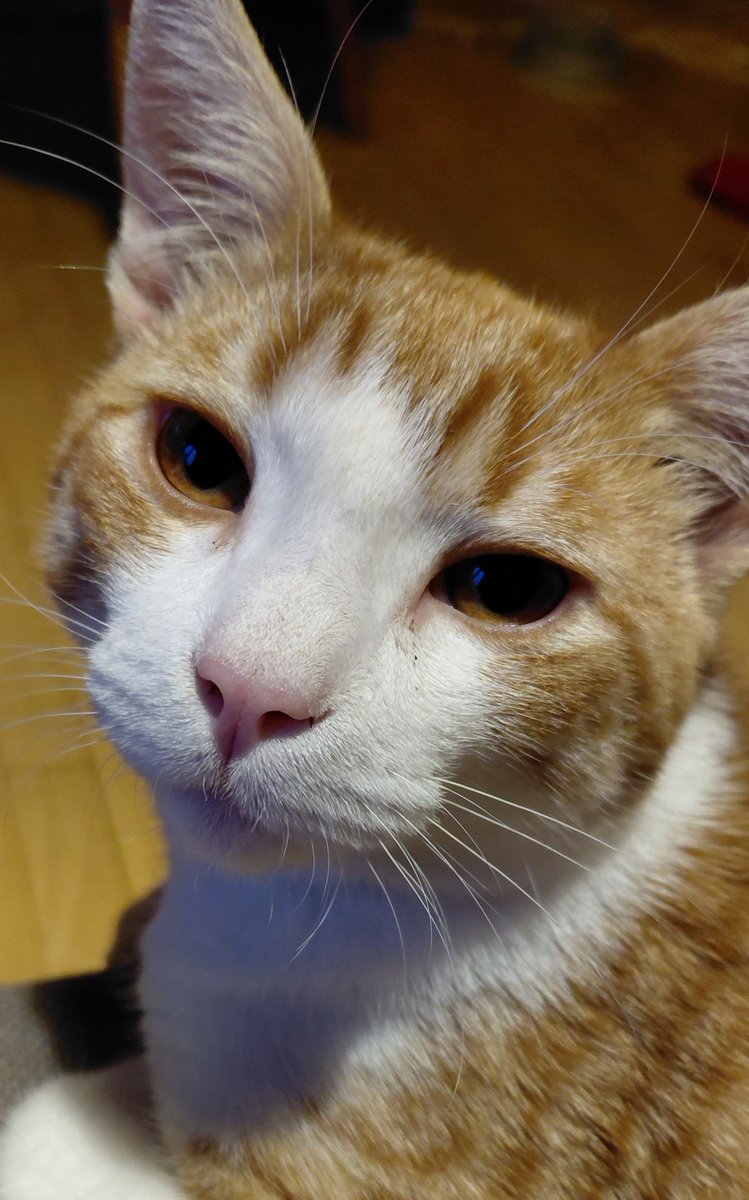 Meowskovitsch's tweet photo. Henlo, 
Where scrithes? It is time. https://t.co/0fJMYlDkC1