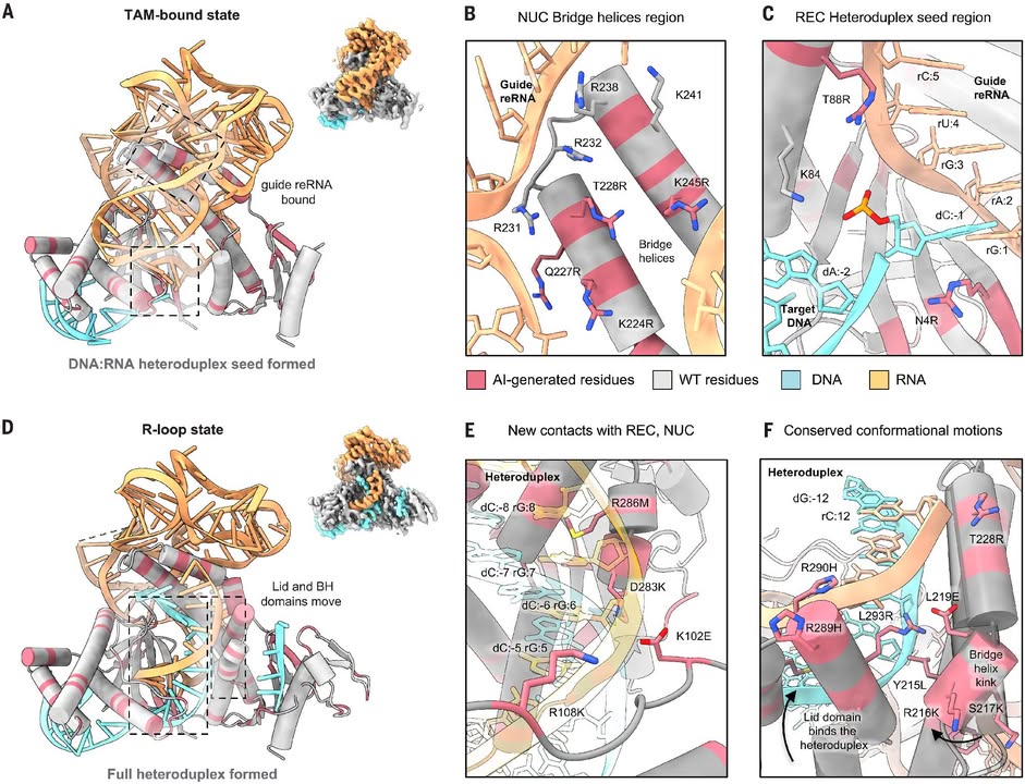 ScienceMagazine's tweet photo. AI-designed proteins can now expand the CRISPR toolbox beyond what evolution has produced. 

In a recent Science study, researchers report the design of synthetic RNA-guided nucleases that match or exceed the activity of natural enzymes, revealing how structure-guided design can generate functional genome-editing proteins with substantially different sequences. 

Learn more on #WorldCRISPRDay: https://t.co/bEuUWKux3w
