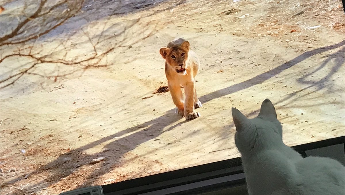 Tatsu_Sakura72's tweet photo. ねこvs子ライオン(数年前の写真) https://t.co/dKoNiEnlkD