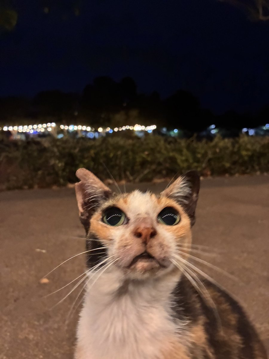 Angelfawnthing's tweet photo. Just a little guy https://t.co/icGvKVhi1s