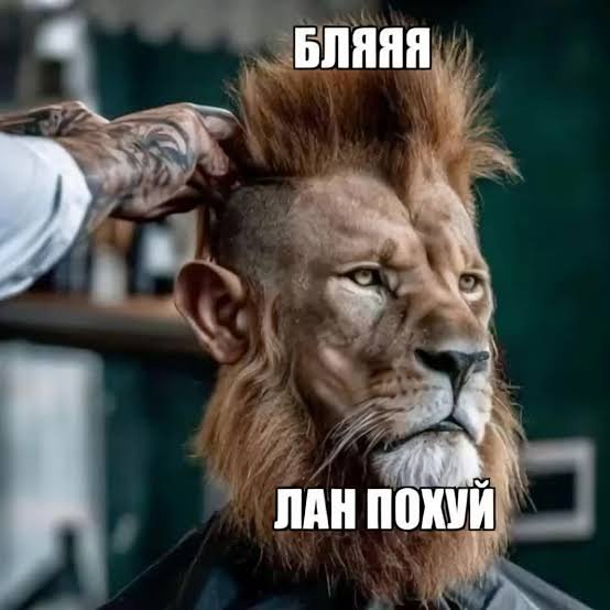 xejintek's tweet photo. Во время стрижки барбер сказал "бля" и я почувствовал себя этой картинкой https://t.co/gAKMJqOO9c