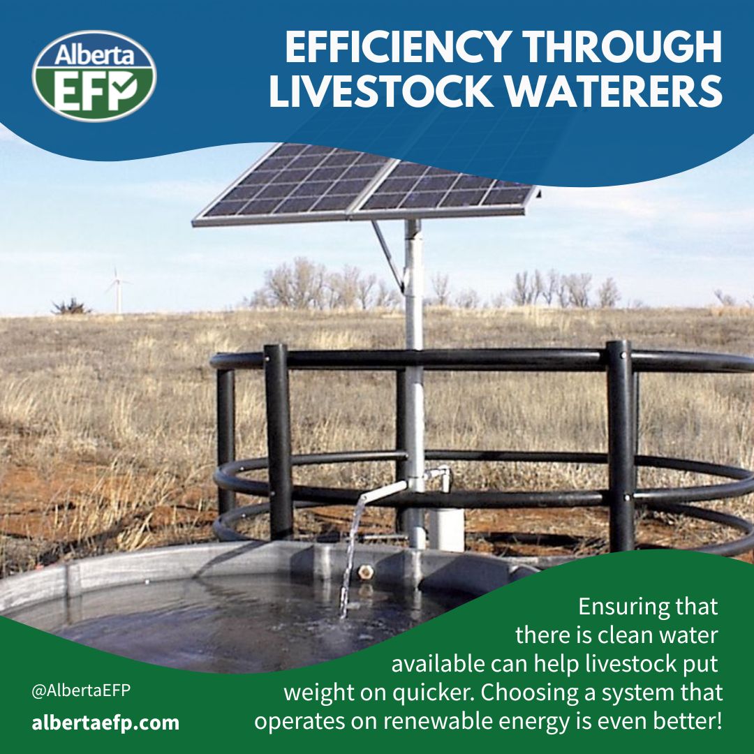 AlbertaEFP's tweet photo. The investment into watering systems can help save time and energy in protections against negative impacts. And they don't cost anything to run! Check out more using the Beef Cattle Research Council's Water Calculator: https://t.co/VyzJTr9oKn @BeefResearch https://t.co/4EnqI8JT1q