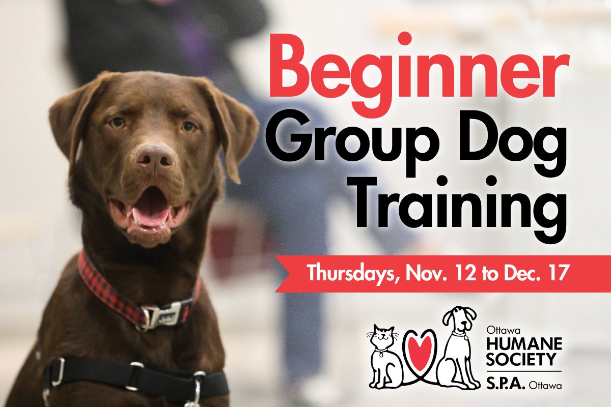 ottawahumane's tweet photo. Need help training your dog? Master the basics with guidance from a certified trainer!

Our Beginner Group Dog Training Class is a fun interactive way to learn essential cues and good manners, setting your dog up for success.

Register now: https://t.co/jtvMTE7JAu https://t.co/xCNNAt4YqN