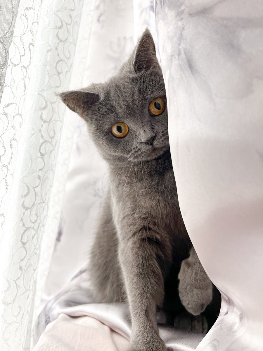 mamu210cat's tweet photo. 流石に女神かと思った、おはよう

#猫 #猫のいる暮らし𓏲𓎨 https://t.co/m5jk4lgFQn