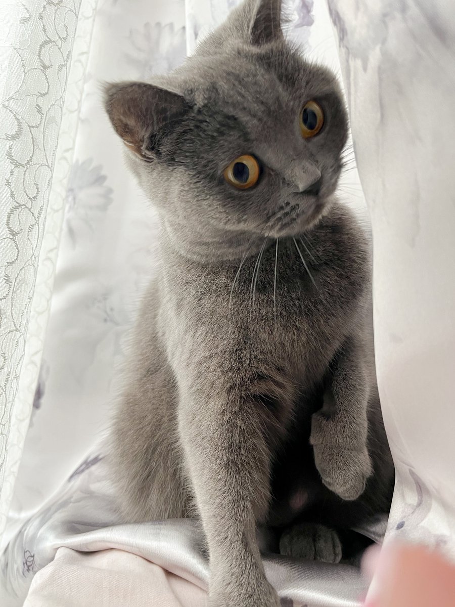 mamu210cat's tweet photo. 流石に女神かと思った、おはよう

#猫 #猫のいる暮らし𓏲𓎨 https://t.co/m5jk4lgFQn