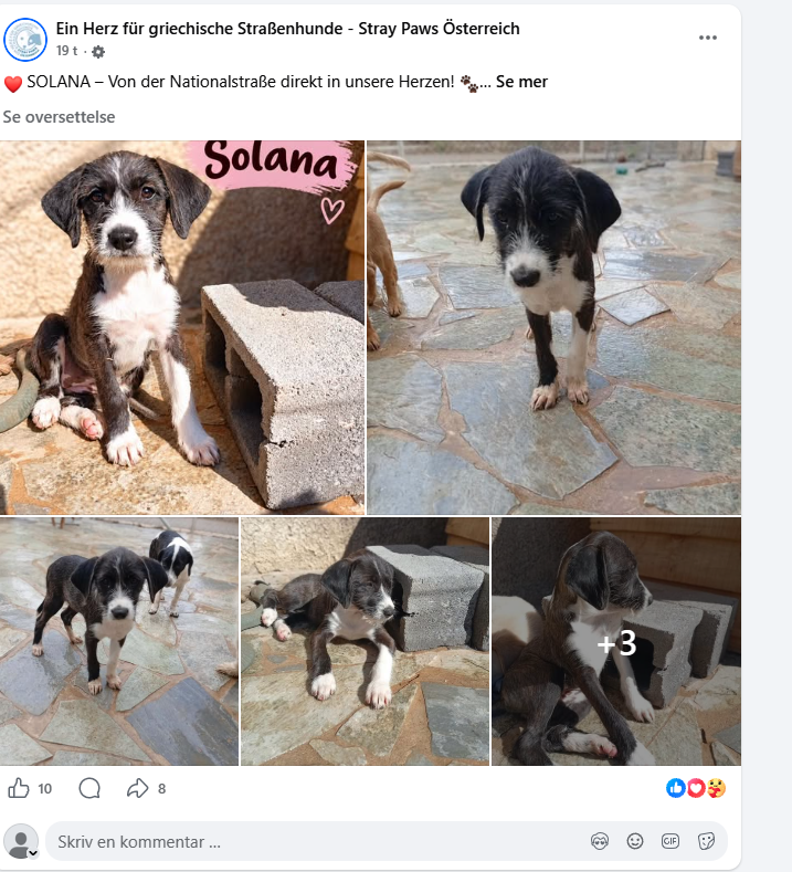 eternalthesis's tweet photo. WAIT HOLY FUCK 

This puppy named Solana was found all alone on a road in Greece at just TWO MONTHS OLD

She have lived on her own her WHOLE LIFE til this German rescue organization saved her, and put her up for adoption and shared her story

 POSTED 20 HOURS AGO

https://t.co/BrZGYFgOvJ