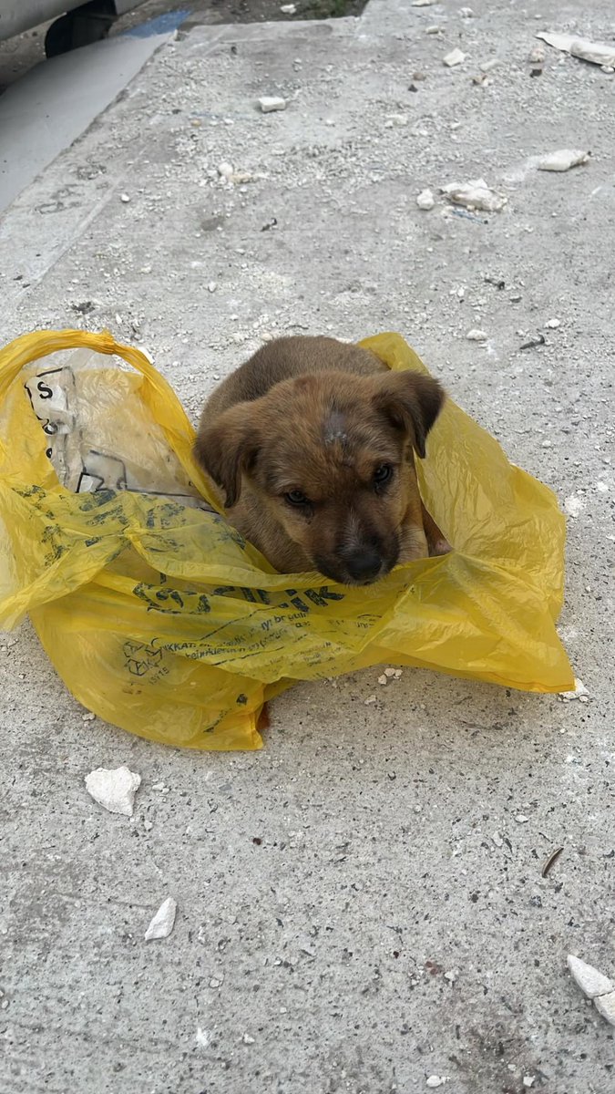 patiarkadas's tweet photo. Tekirdağ Çerkezköy de  tek başına çöp kenarında poşet içinde uyurken bulundu. Annesi kardeşini etrafa sorduk ama kimse bilmiyor. Maalesef ailem istemediği için eve alamıyorum.

İnstagram @pinkeycloud https://t.co/9bzllkZcDm