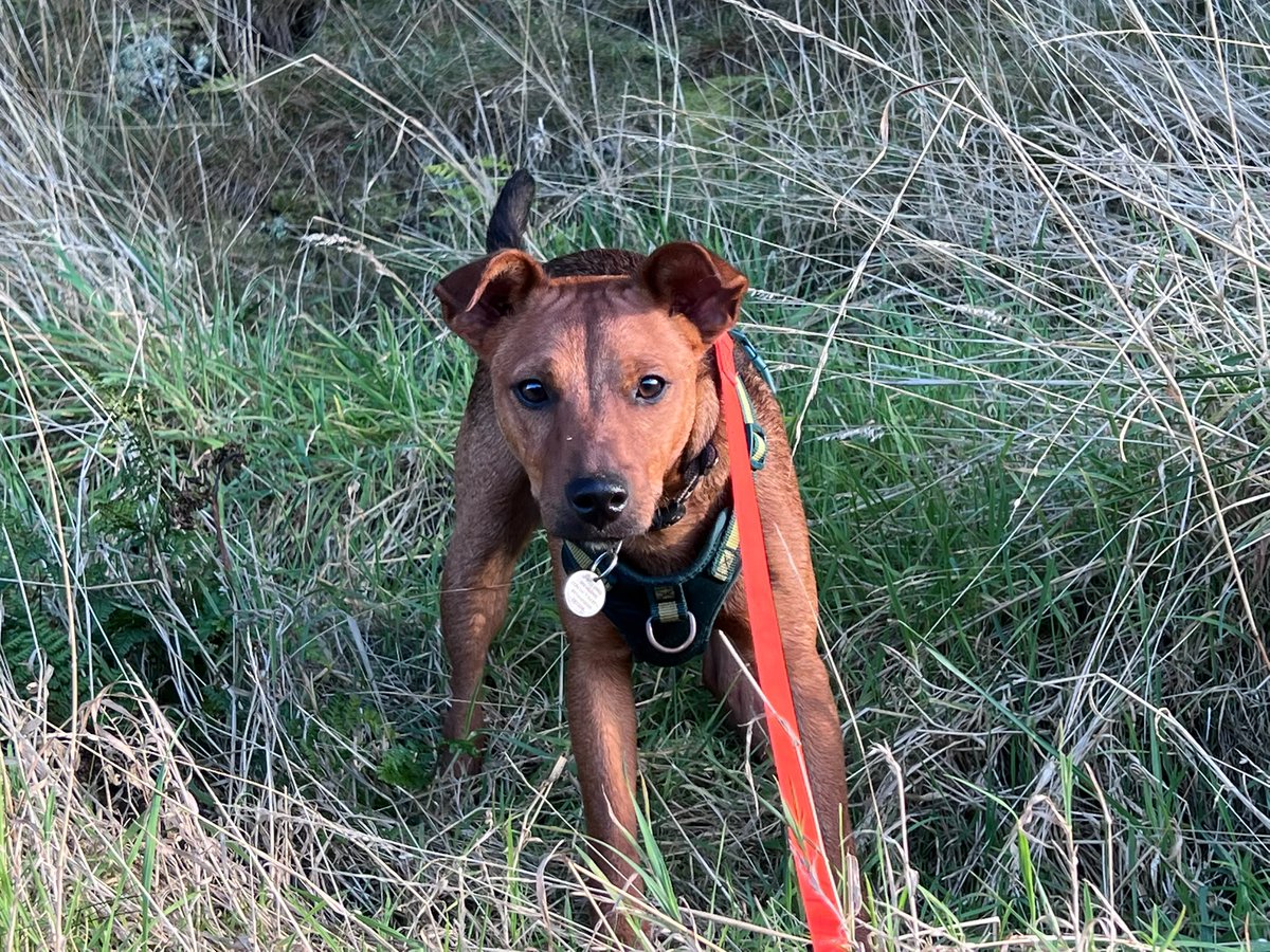 H2RScotland's tweet photo. Hamish is under our care and looking for a new home as his owner sadly can't look after him anymore due to circumstances changing.
He is very loving and bright. Hamish is a 9 month old Jack Russell Cross.
He is very intelligent and quick to learn.
He is good with older kids and can be excited meeting new people. Children 7+ would be suitable, preferably children that are dog savvy.
He hasn't had any issues with other dogs. He is very friendly.
Hamish is chipped and healthy with no medical issues. He is also registered at the vets and up to date with all his vaccinations.
He would suit a home with no cats.
Hamish eats a mix of James Wellbeloved Chicken and Rice and sleeps on his cushion and blanket at night.
He is good off the lead and has some recall if you say ''Hamish Come''.
He can be left on his own, usually for up to 2 hours.
Hamish loves treats and normally has natural ones.
For more information or if you think you can offer this lovely lad a new home please email info@help2rehome.com