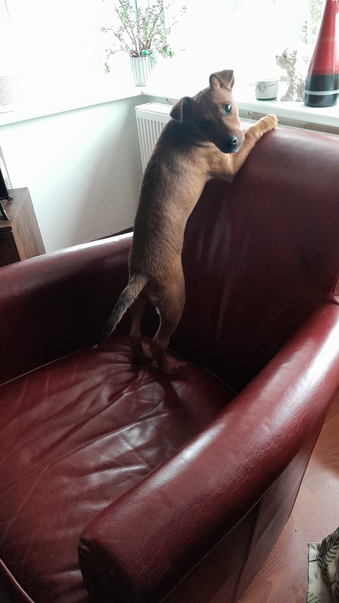 H2RScotland's tweet photo. Hamish is under our care and looking for a new home as his owner sadly can't look after him anymore due to circumstances changing.
He is very loving and bright. Hamish is a 9 month old Jack Russell Cross.
He is very intelligent and quick to learn.
He is good with older kids and can be excited meeting new people. Children 7+ would be suitable, preferably children that are dog savvy.
He hasn't had any issues with other dogs. He is very friendly.
Hamish is chipped and healthy with no medical issues. He is also registered at the vets and up to date with all his vaccinations.
He would suit a home with no cats.
Hamish eats a mix of James Wellbeloved Chicken and Rice and sleeps on his cushion and blanket at night.
He is good off the lead and has some recall if you say ''Hamish Come''.
He can be left on his own, usually for up to 2 hours.
Hamish loves treats and normally has natural ones.
For more information or if you think you can offer this lovely lad a new home please email info@help2rehome.com