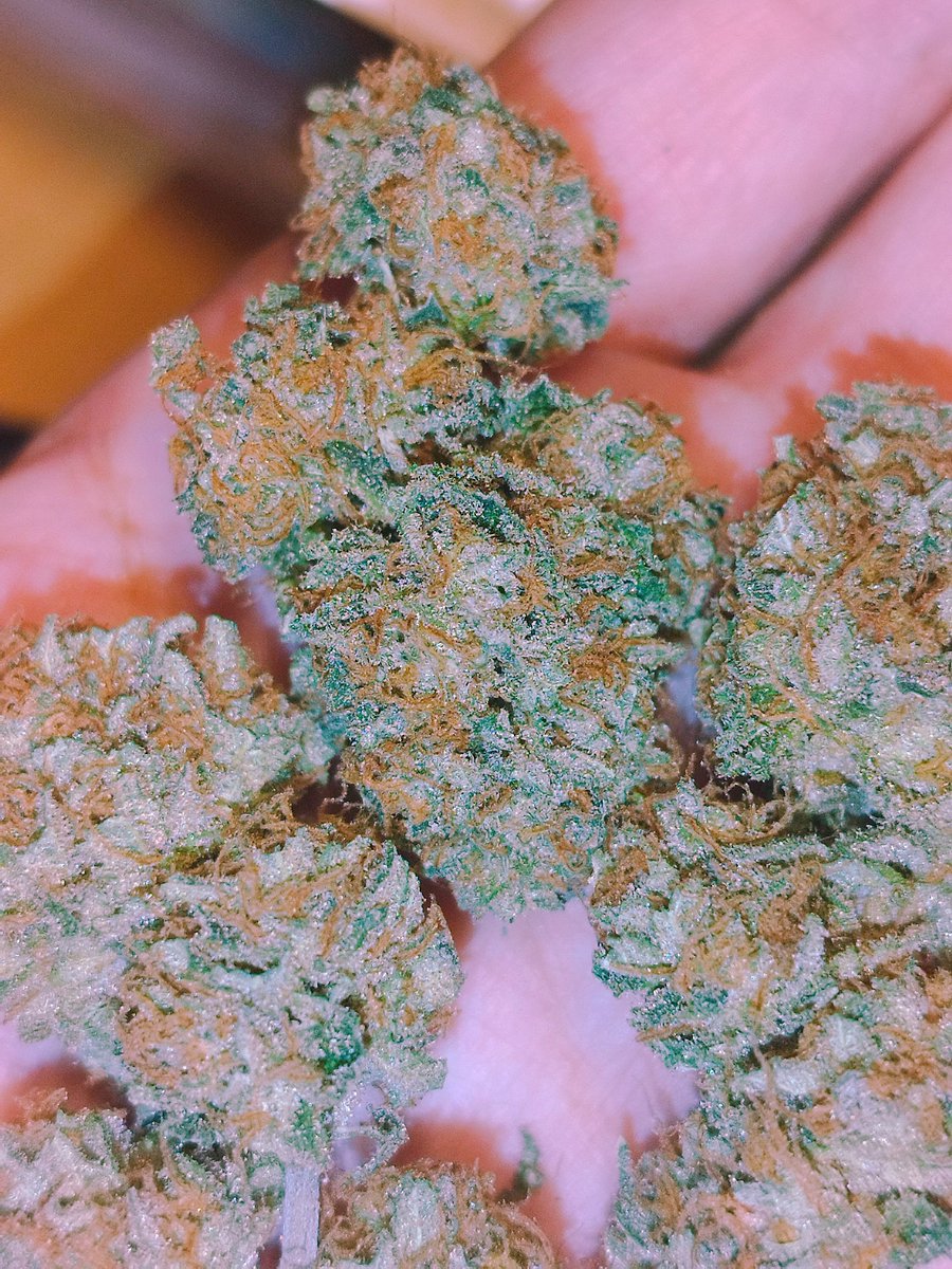 StarboiKane's tweet photo. If it doesn't have that shine✨it ain't mine! Most people believe lots of Trichomes alone make high potency. Wrong❌Their quality decides. What actually tells u that ur Trichomes are perfectly preserved and loaded to the max is that soapy shine #ApricotPrime #Topshelf #weedfacts https://t.co/KxfHqcpCxu